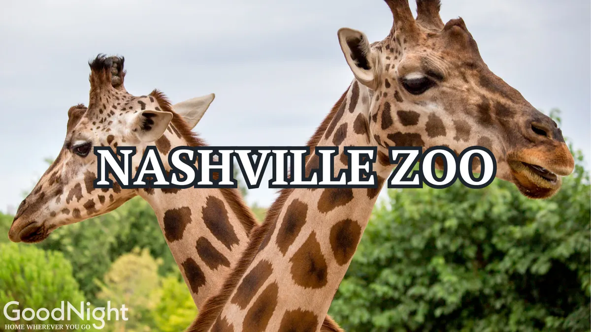 This image captures giraffes surrounded by lush greenery, set within an outdoor environment ideal for family outings and animal watching. The joyful mood and the sense of adventure perfectly reflect the family-friendly vibe of the Nashville Zoo, one of the key local attractions mentioned in the section.